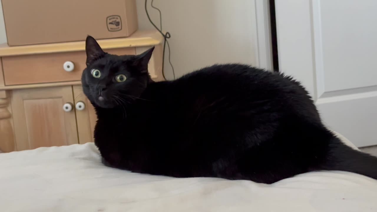 Adopting a Cat from a Shelter Vlog - Cute Precious Piper Gathers Her Thoughts in the Morning #shorts