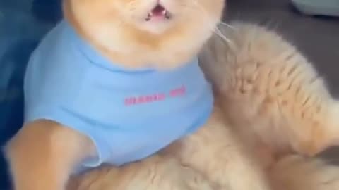 Cute and funny cat video.