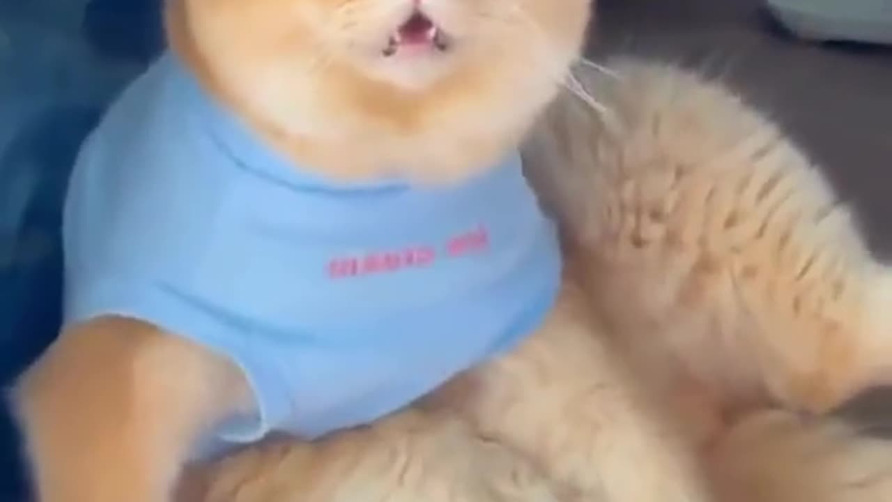 Cute and funny cat video.