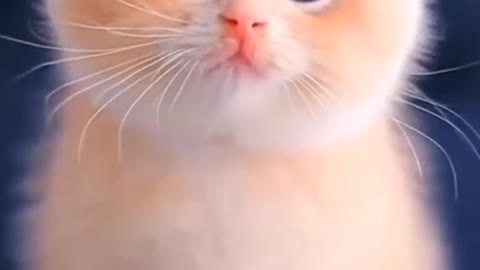 Cute kitty 🐈🥰🥰