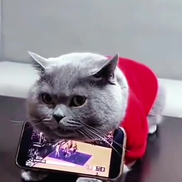 Gray Cat annoyed face because he was told to hold his master's cellphone