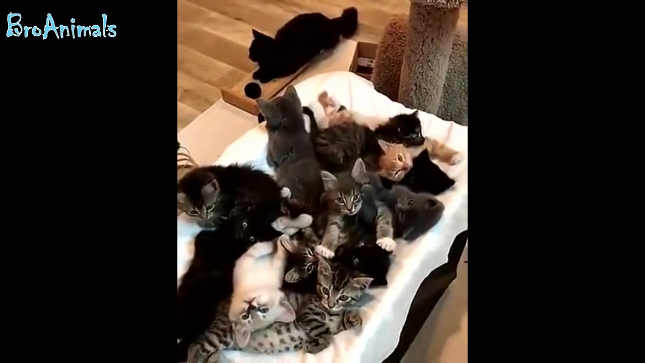 милые котята
