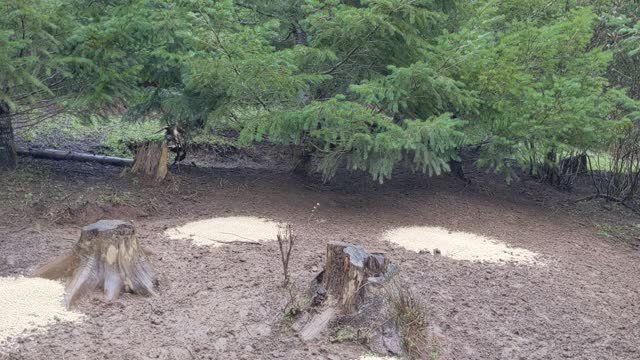 Calling and Feeding Pigs in the Woods