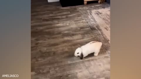 Animals funny videos