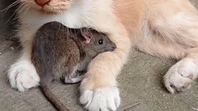 friendly cat and mouse