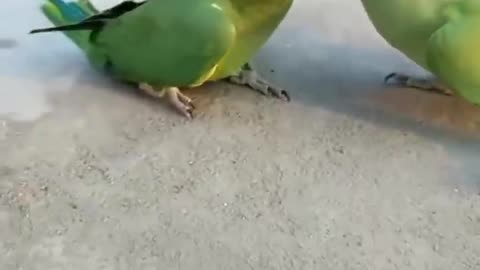 Parrot enjoyments