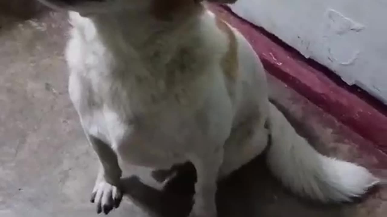 Bkit Galit si Milky