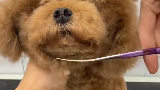 Dog grooming