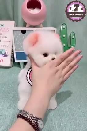 supper cute little dog how cute