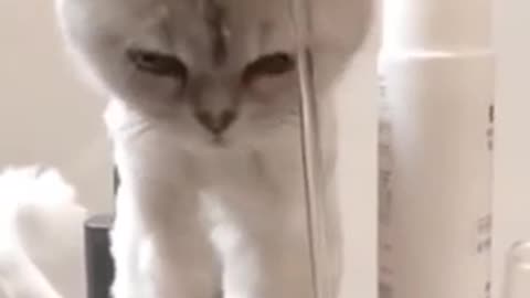 cute cat drink water