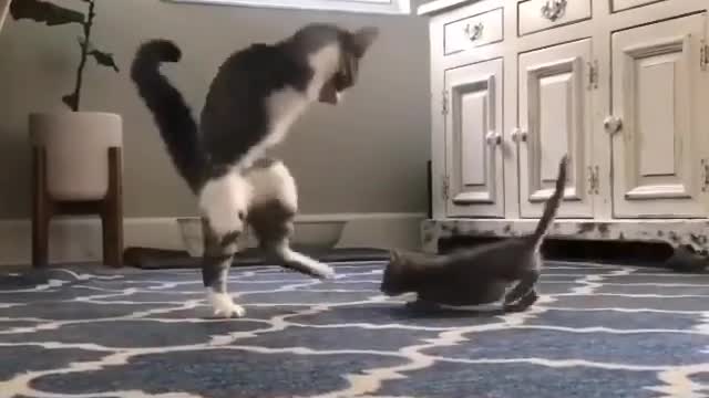 Tom refuse to surrender