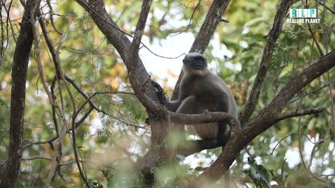 Animal Species Of Bandhavgarh National Park | Madhya Pradesh