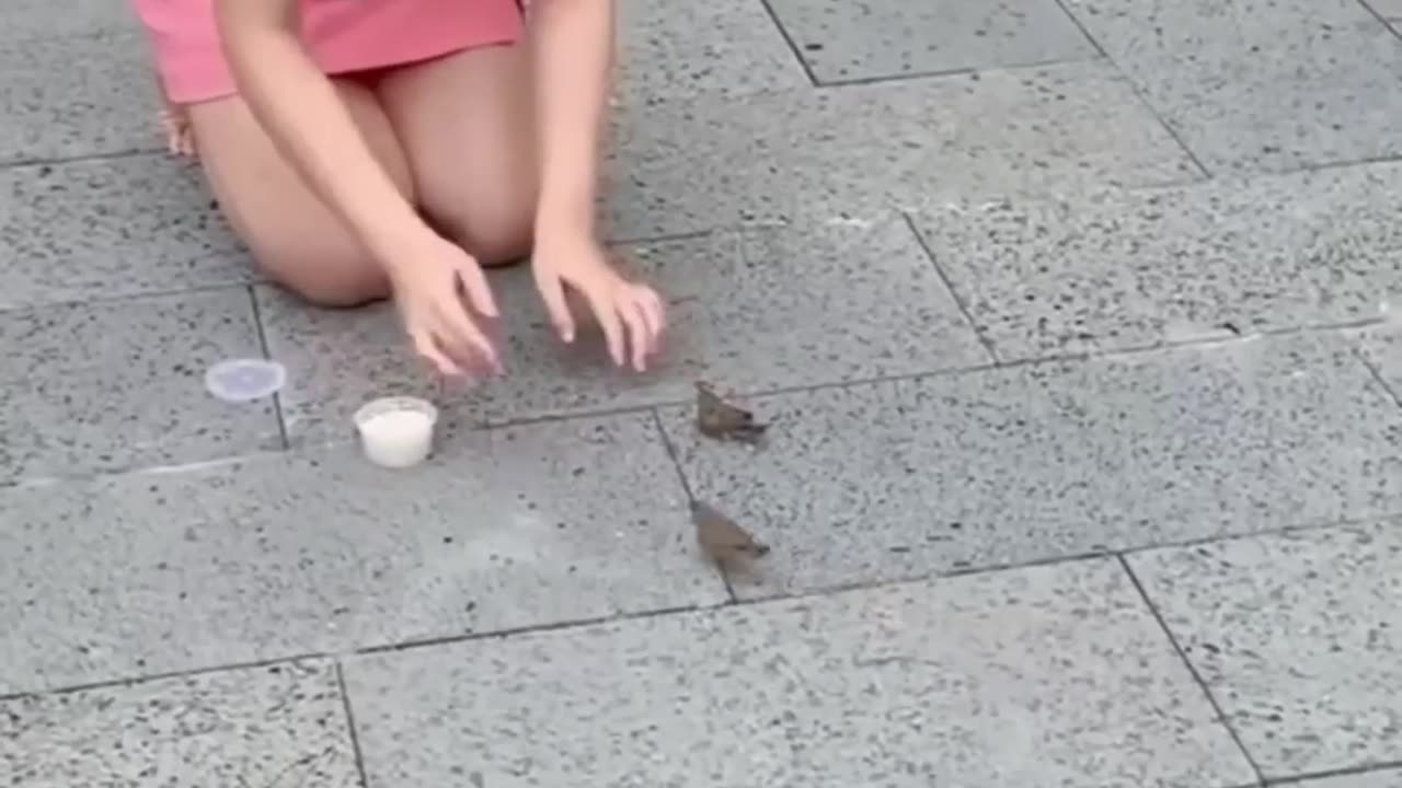 Funny animal video