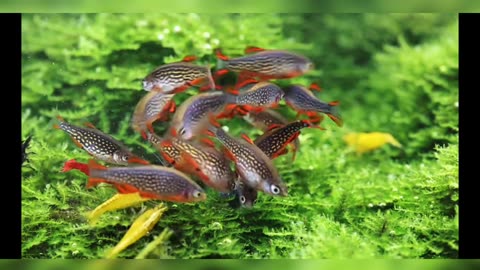 Galaxy Rasbora Aquarium | Planted Aquarium of Rasbora Fish
