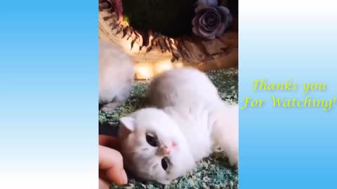 Funny and Cute Cat's Life 👯😺 Cats and Owners are the best friends Videos