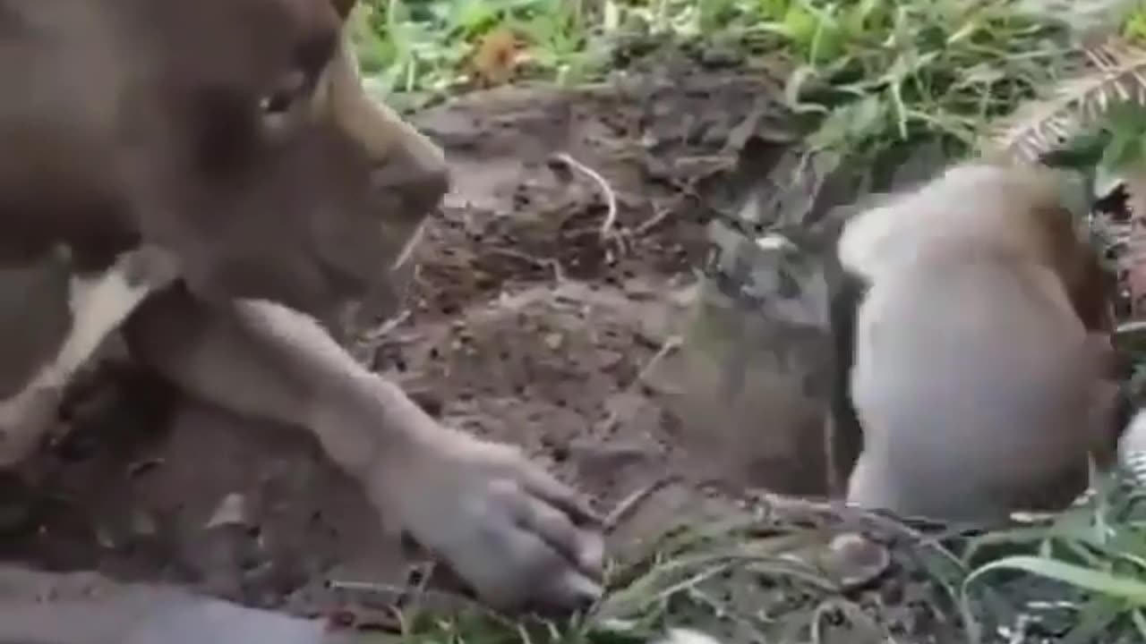 Funny Animal Videos. I Just wanna Play?