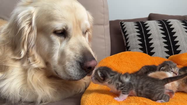 Golden Retriever Reacts to Baby Kittens(1)