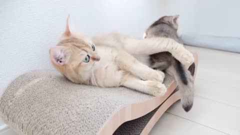 It's lovely to see kitten playing with each other