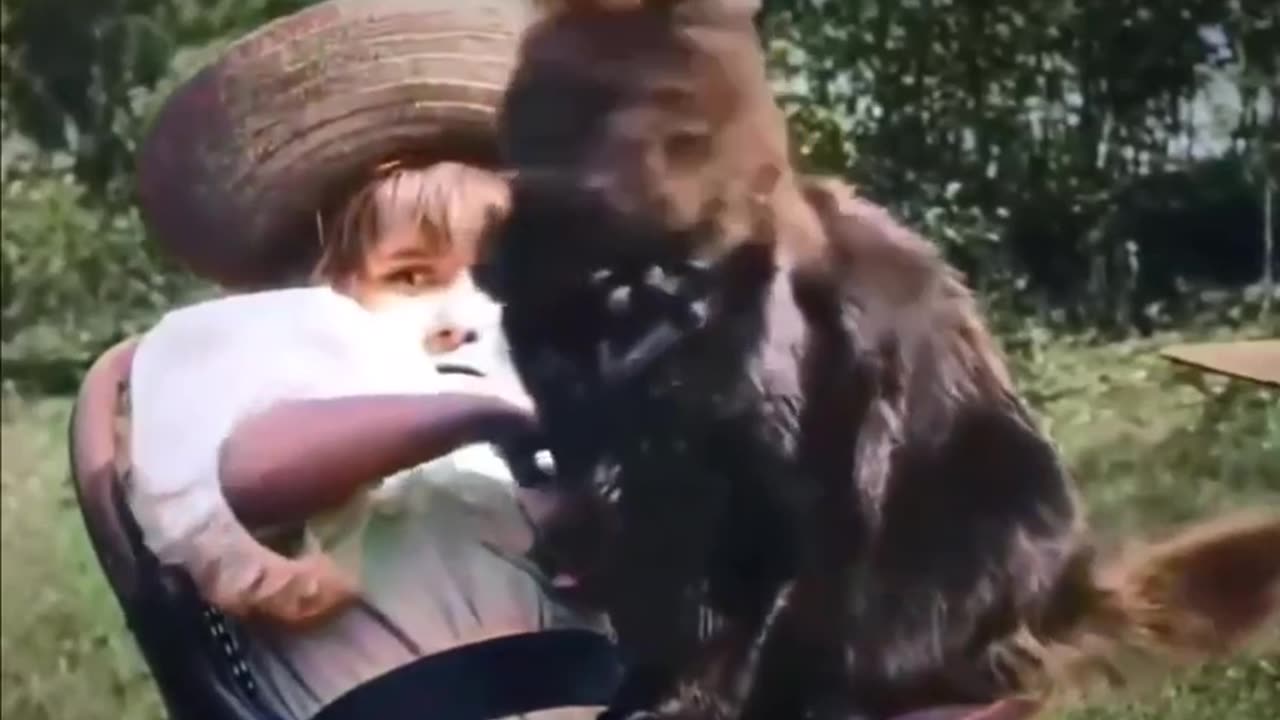 The first cat video ever captured, originating in May 1899, colorized and speed adjusted