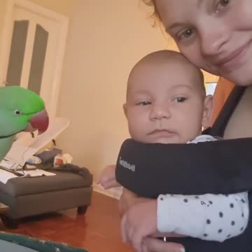 The parrot bird looks at the baby in a strange way, funny