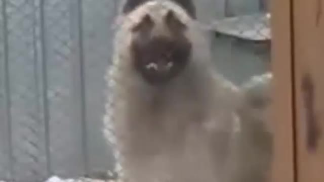 Dancing Dog - Cute Animals - Funny Pets