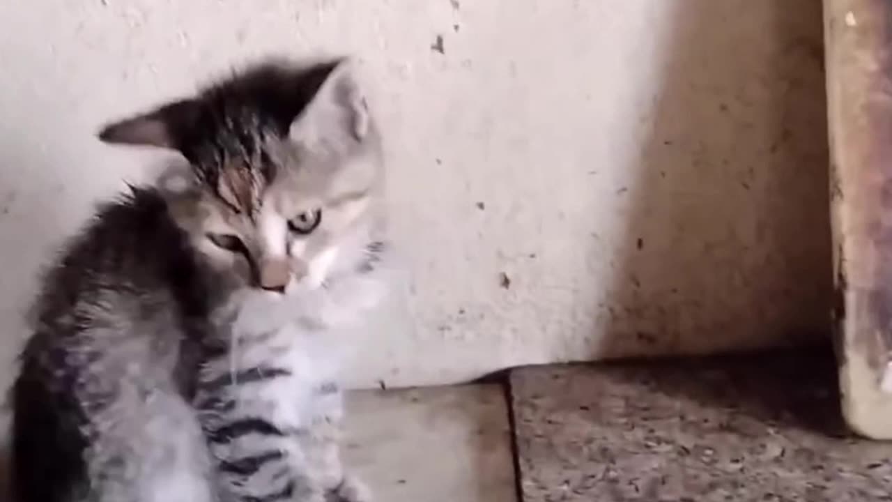 Bot --Fly Removed From Cat Kitten Crying Loudly For Help 1