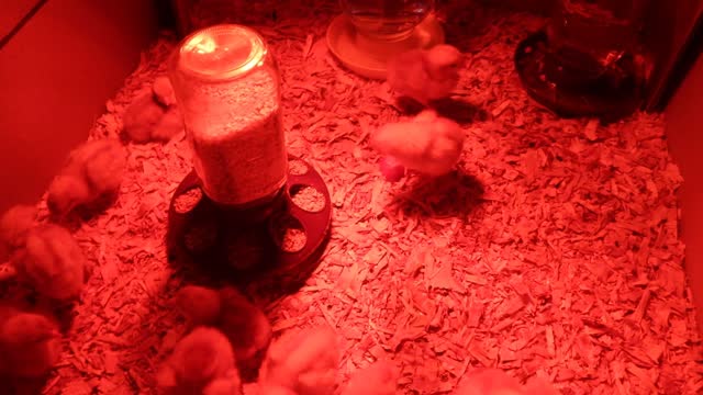 ADORABLE CHICKS Under Heat Lamp