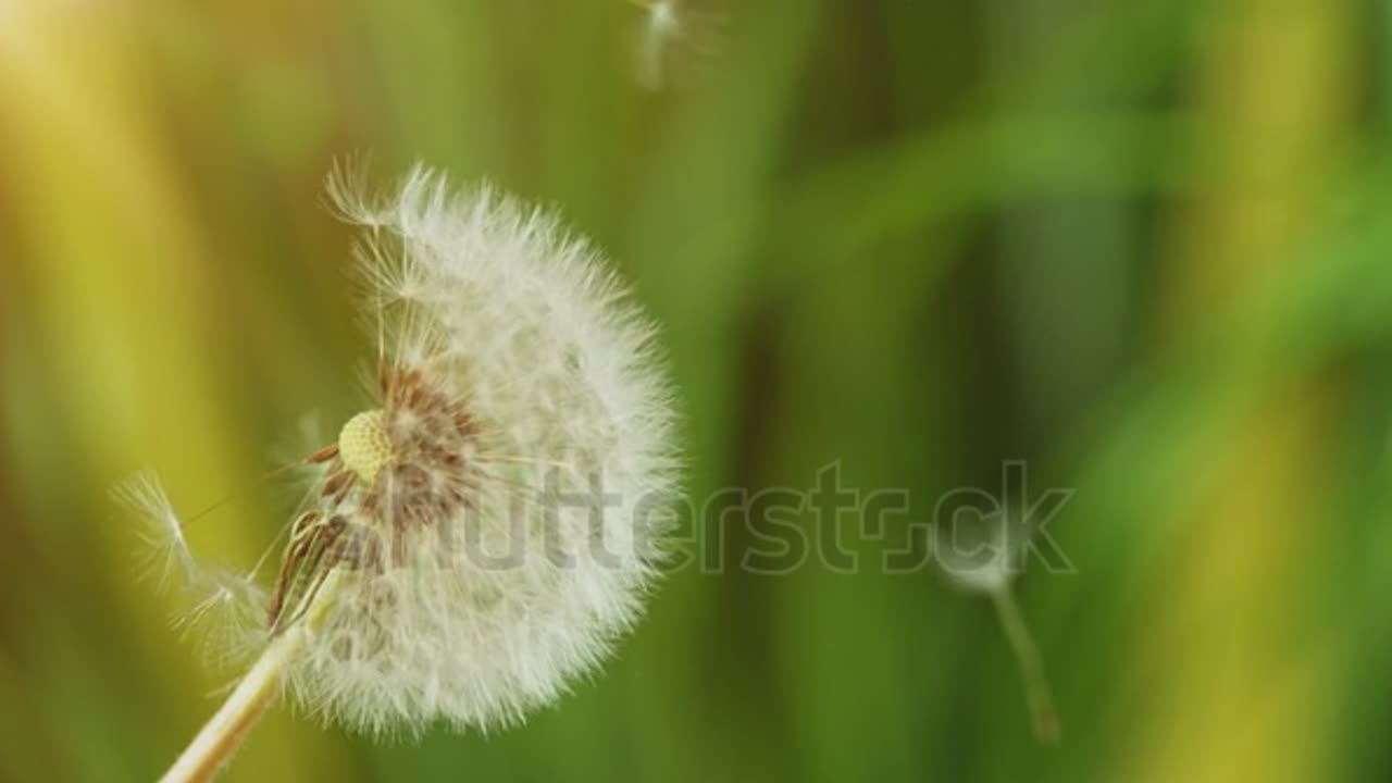 view of flower in the real world