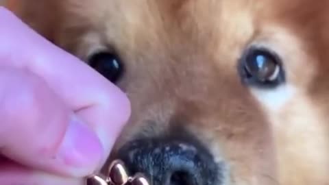 cute pets and animals part 5