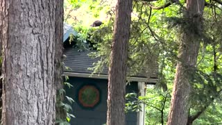 Black Bear Cub Feasts on Cherry Tree