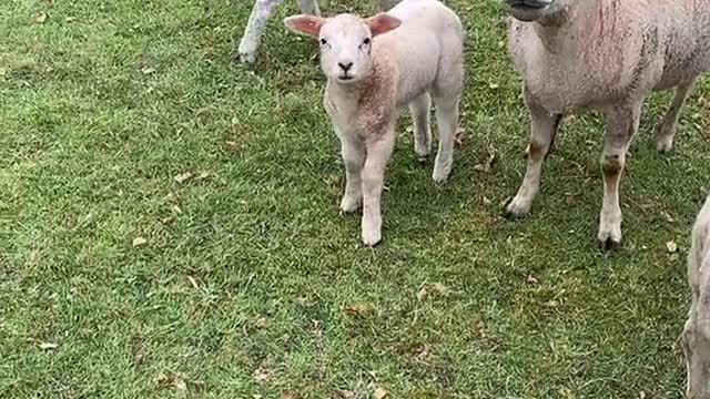 people to help all can help living things