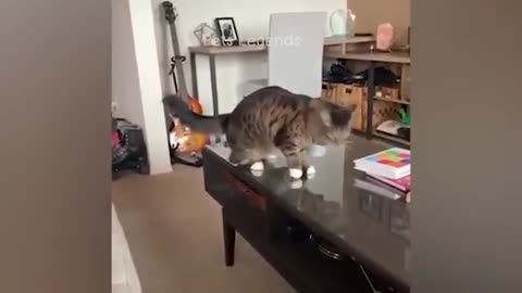 Funny animal video