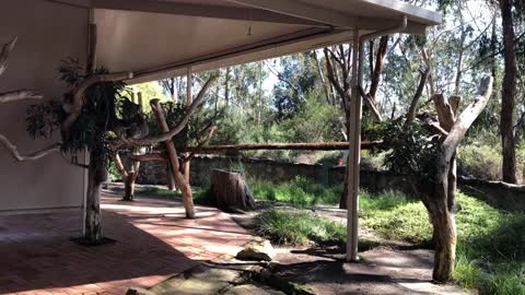 Morning Tea Time for Koalas!