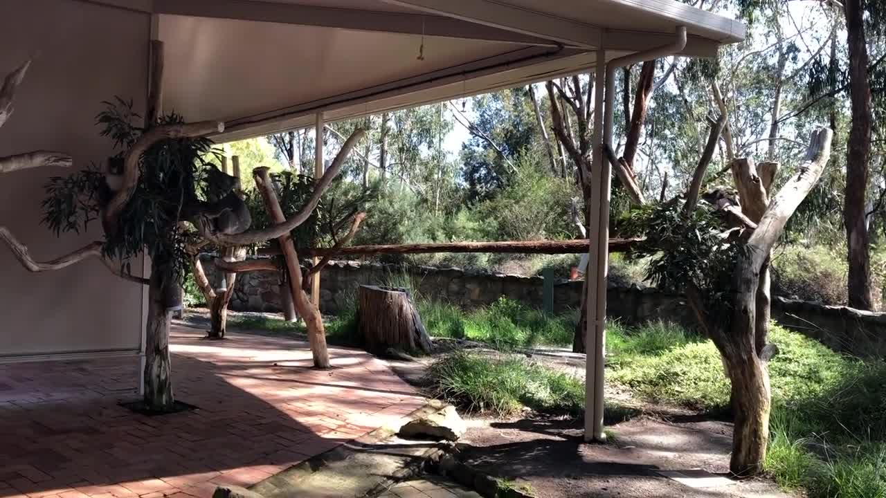 Morning Tea Time for Koalas!