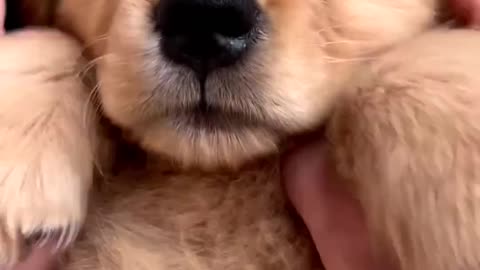 Golden Retrievers are the best