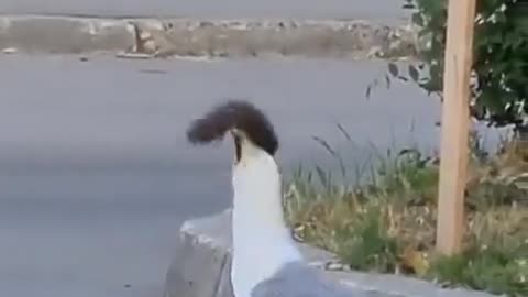 Seagull eats squirrel then flies away