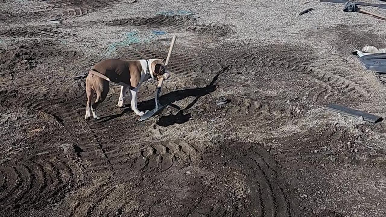 Dog Shows Up With Shovel Ready to Dig