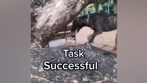 Funny Pets