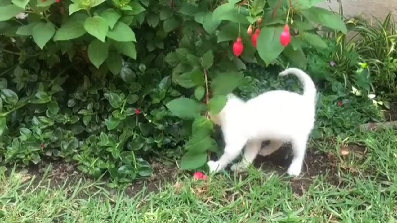 Funny cat playing with flowers | Cat videos Cat meowing Cat funny videos Cat playing games