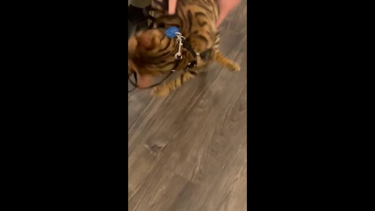 Cat forgets how to walk when harbess is put on #shorts