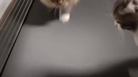 Funny cats running on treadmill