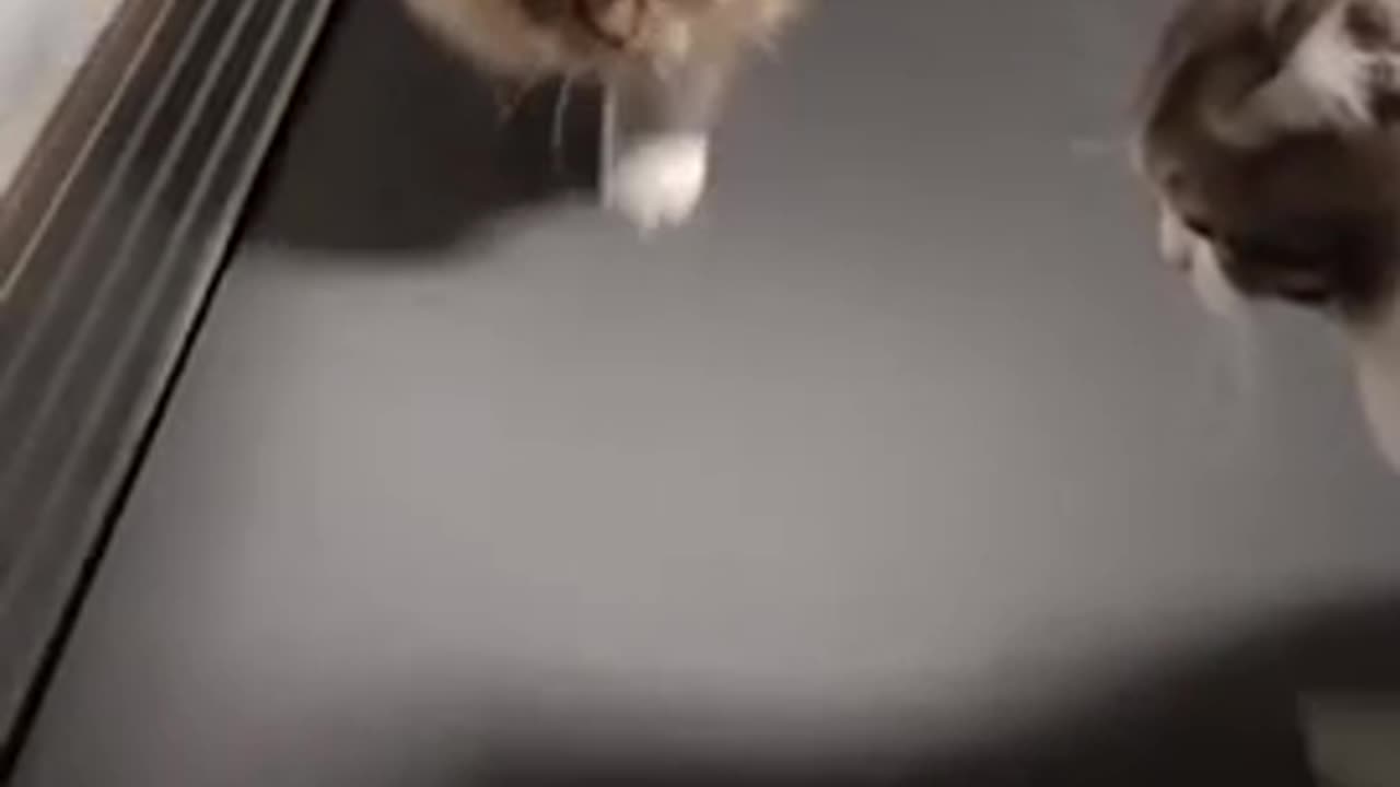 Funny cats running on treadmill