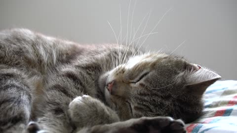 Cute cat while dreaming