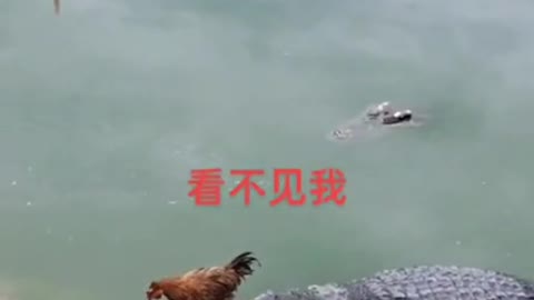 crocodile attack chicken,Funny video