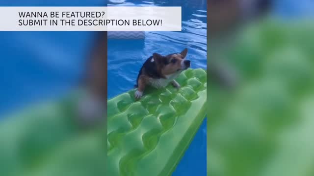 Poor corgi nearly drowned