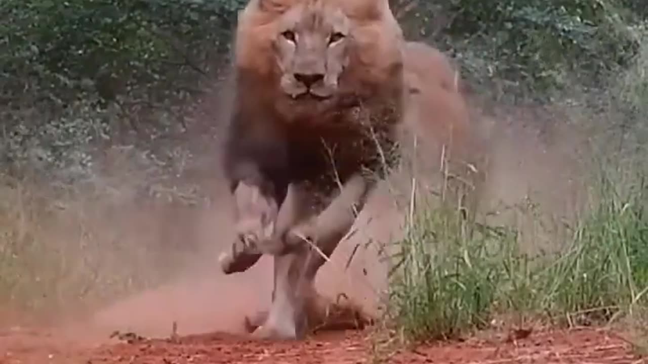 Angry lions