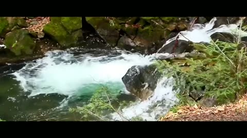 Nature Bird || Bambo Flute|| Morning relaxing Music || © Copyright Free No Copyright || Flute Sujan