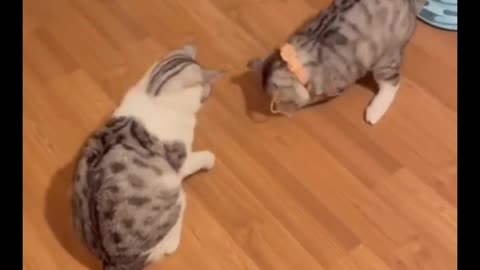 Funny and Cute Cat's Life 👯😺 Cats and Owners are the best friends Videos part 11