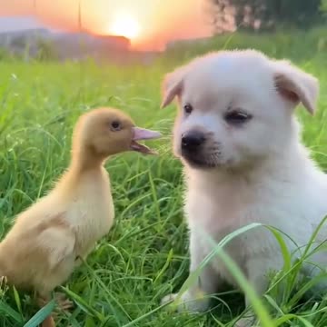 #makelove#stressfree#naturelover#beautifulpuppyloved#Naturelife