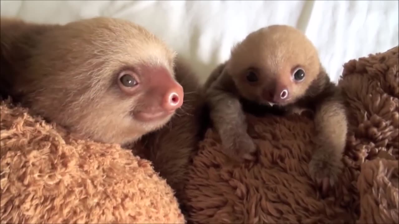 mother and baby sloth sleep on bed